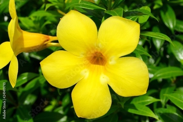 Fototapeta Yellow tropical flower close-up