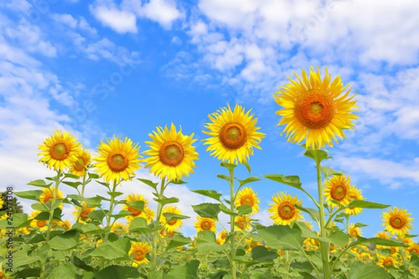 Fototapeta Beautiful sunflowers in the field natural background