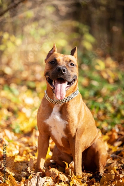 Fototapeta Adorable red dog walks in park at autumn