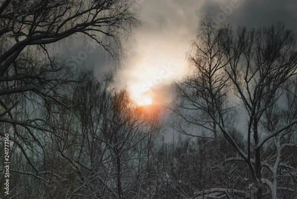 Fototapeta Dramatic scenery in winter forest at sunrise