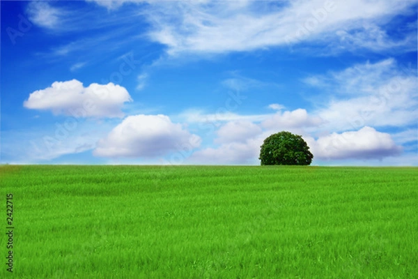 Fototapeta lonely tree in a beautiful landscape