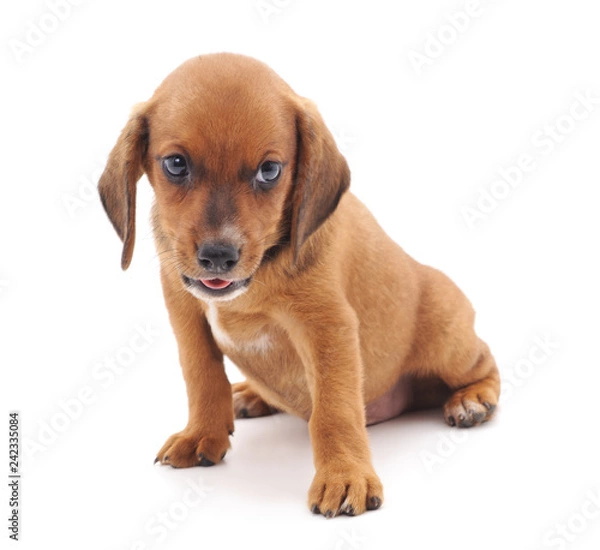 Fototapeta Little brown puppy.