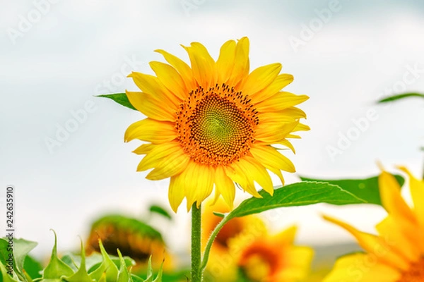 Fototapeta Sunflower field at sunset.  Farm field.