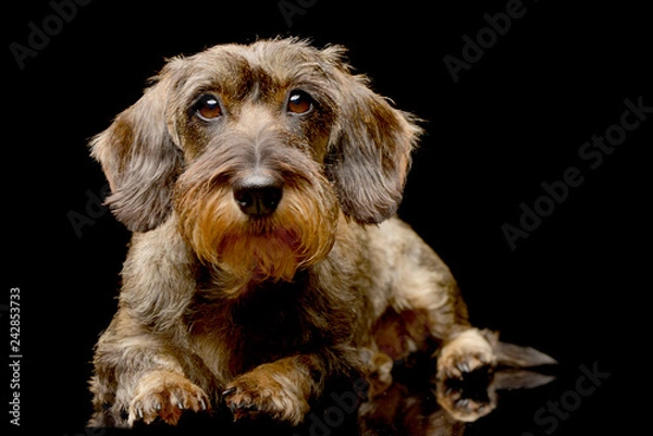 Fototapeta Studio shot of an adorable Dachshund