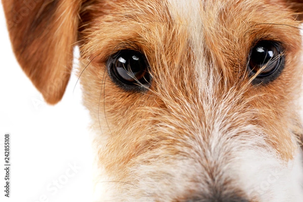 Fototapeta Portrait of an adorable Jack Russell Terrier