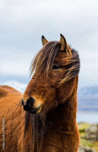 Fototapeta Islandpony 1