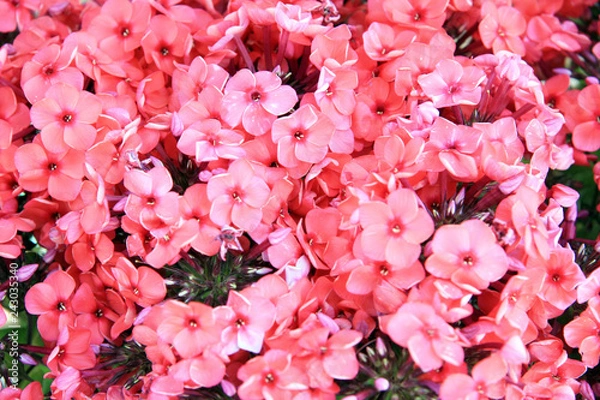 Fototapeta Oleander / Pink oleander flowers in Baku, Azerbaijan