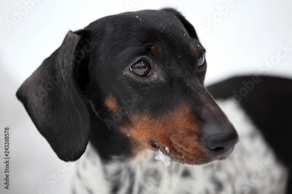 Obraz dachshund dog winter garden snow 