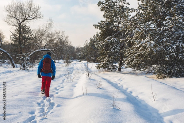 Fototapeta Happy man, traveler walking in the winter forest