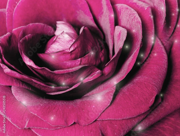 Fototapeta purple rose close up with sparkles