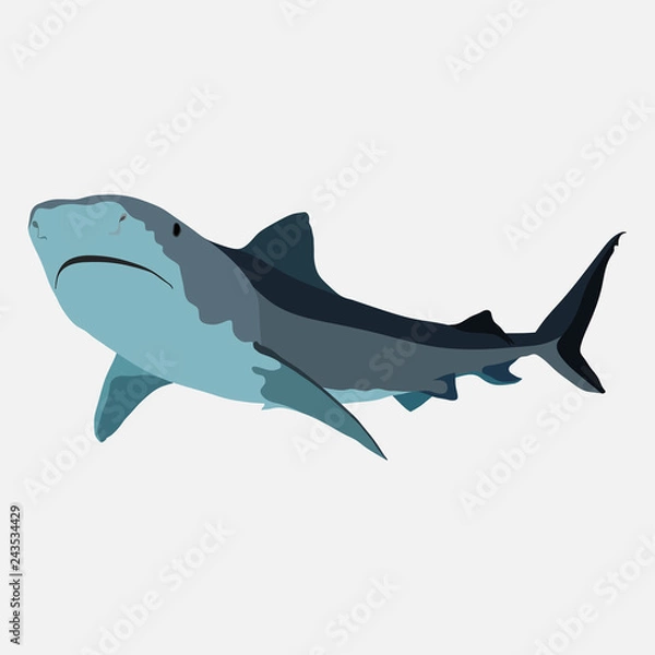 Fototapeta shark on a white background, shark attack, the danger in the oce