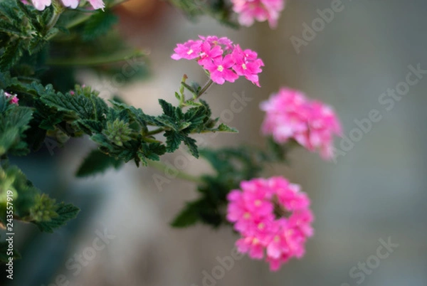 Fototapeta A bouquet of little pastel pink flowers, taken with a large opening to blend the background