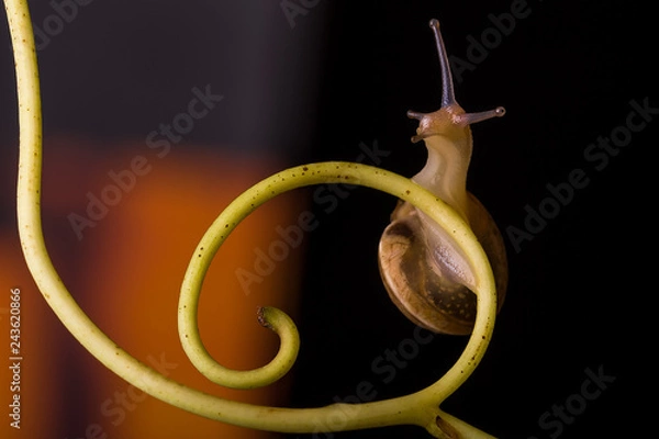 Fototapeta Schnecke auf Ranke