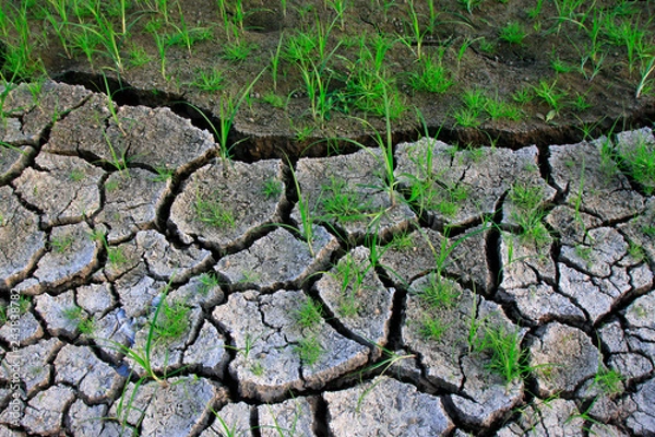 Fototapeta Dry land and grass