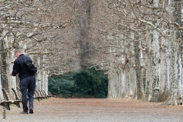 Fototapeta Old man walking and taking photos of withered tree lined avenue with benches in a park (Winter of Tokyo, Japan) 