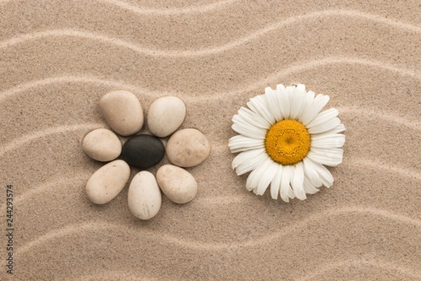 Fototapeta Concept flower made of stones and live chamomile.