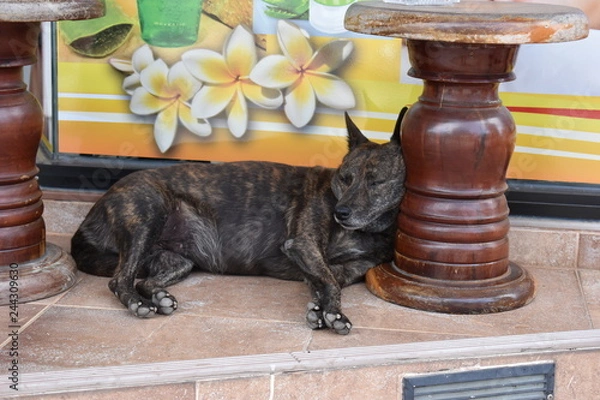 Fototapeta Closeup of a sleeping street dog in Thailand, Asia 