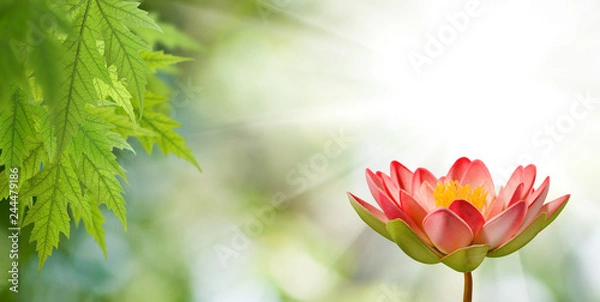 Fototapeta image of a lotus flower