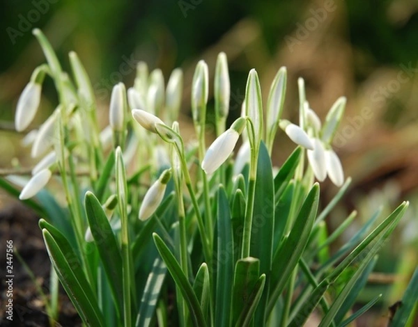 Fototapeta snowdrops