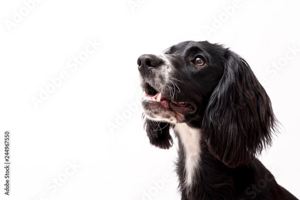 Fototapeta a black and white border collie photo shoot isolated on white background