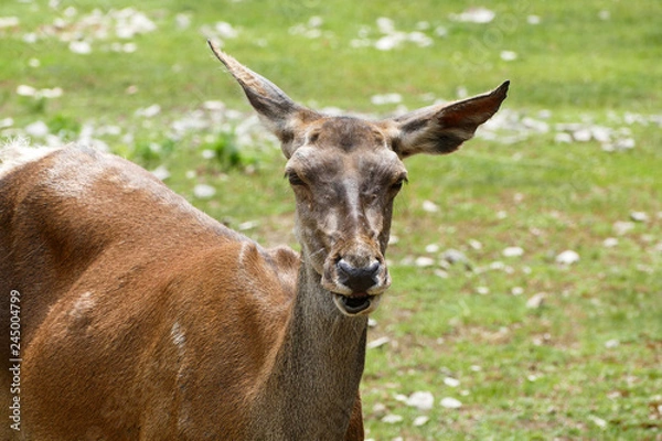 Obraz Roe deer in a zoo. Female deer. Capreolus capreolus.