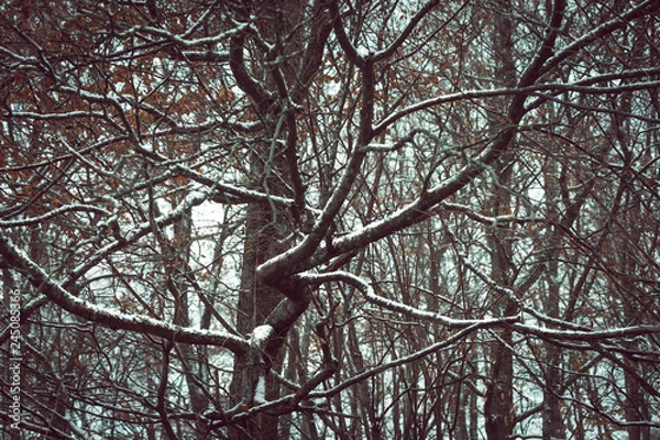 Fototapeta Bare branches covered with snow in winter