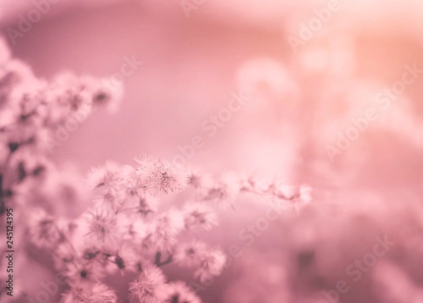 Fototapeta Soft focus of dry wild flower in the winter on pink and orange tone, Blurred image of dried flowers in winter field, Sweet colour tone for Valentines background