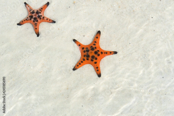 Fototapeta  Starfishes on the Phu quoc island , beautiful red starfish in crystal clear sea, travel concept on tropical starfish beach