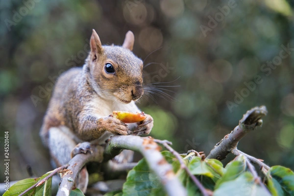 Fototapeta Squirrel eating fruit in London Park, UK