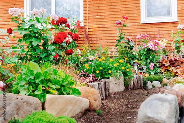 Fototapeta Flower beds near the house. Red, pink roses. Landscaping of the site