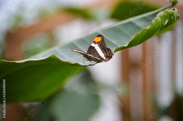 Fototapeta Schmetterling auf Blatt