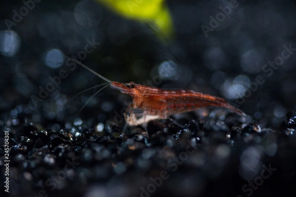 Fototapeta Macro photo of red shrimp close-up with a cool bokeh in the aquarium