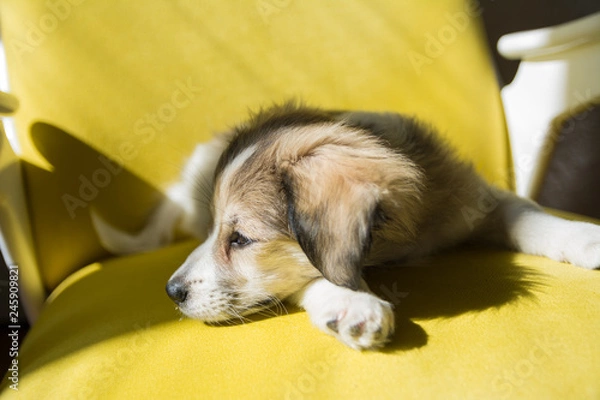 Fototapeta Beautiful little dog taking nap in yellow chair