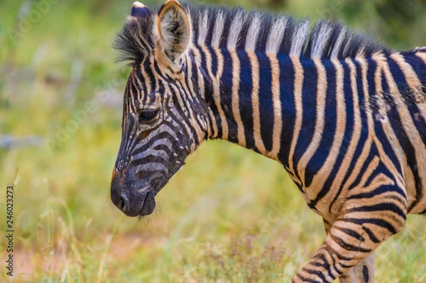 Fototapeta Full frame portrait of a cute Burchell's Zebra in a game reserve grazing on green savannah under blue sky on a hot summer day