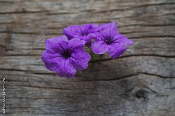 Fototapeta flowers on wooden background