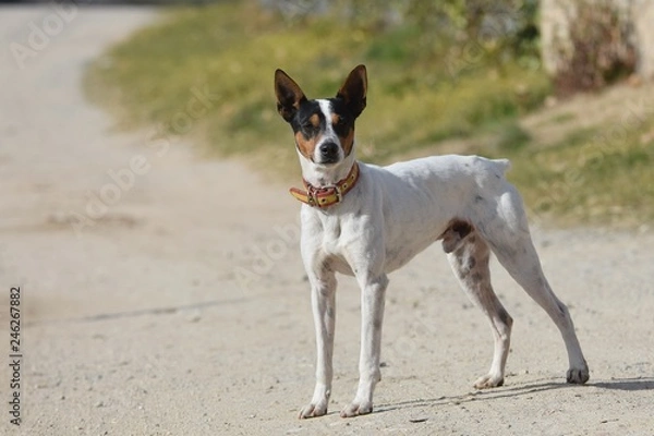 Fototapeta perro blanco