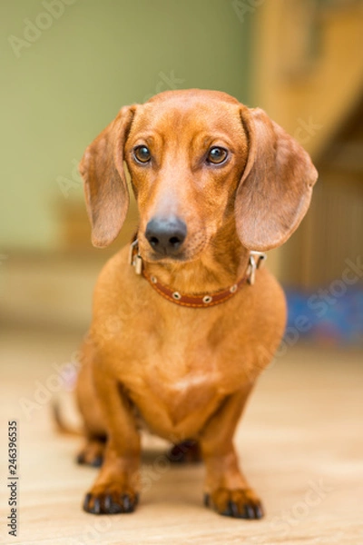 Obraz Red dog breed Dachshund sitting on the floor, closeup portrait