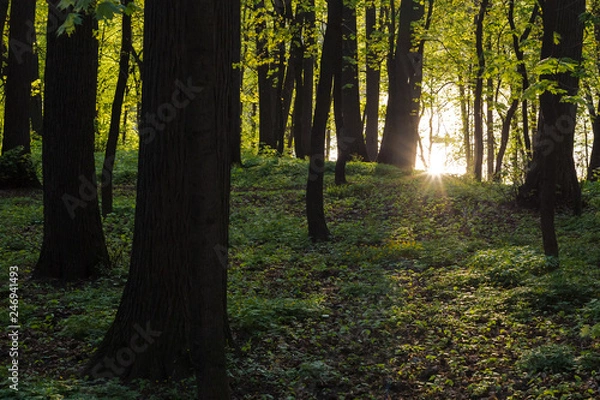 Fototapeta Paths in the summer park