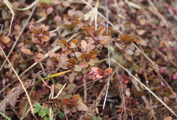 Fototapeta Dry plants texured