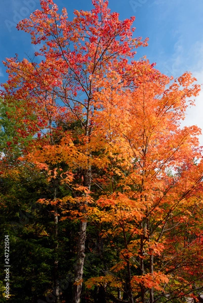 Fototapeta Orange maple tree at fall