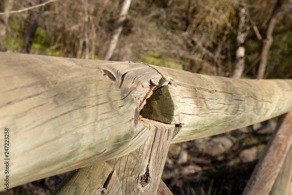 Fototapeta log in wood