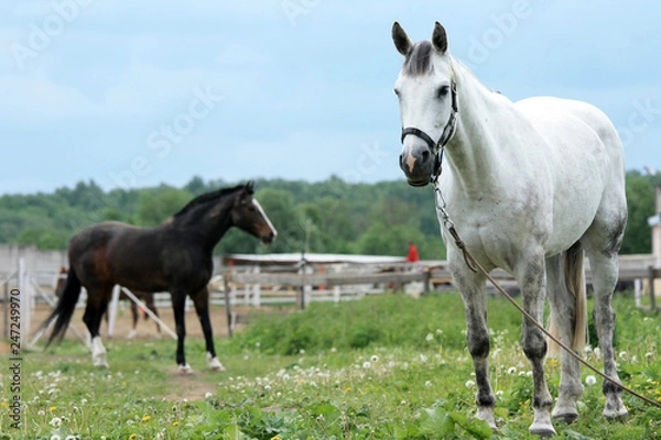 Fototapeta Horses on a stable on a summer day