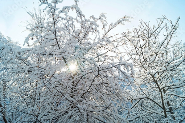 Fototapeta Beautiful winter view. The sun's rays make their way through the branches of trees. Snow covered forest. Romantic postcard.