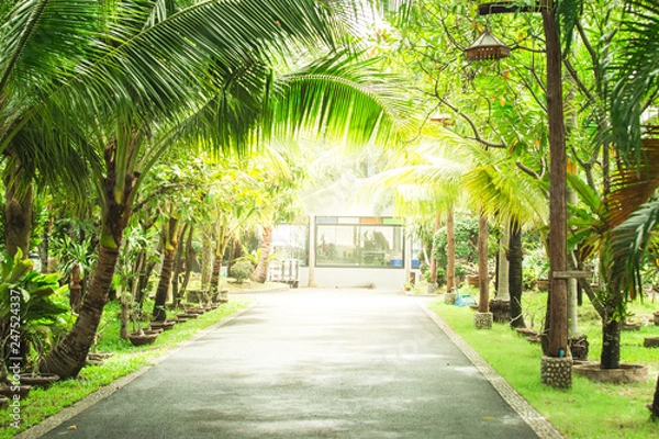 Fototapeta The way in garden at home with sunlight, palm trees on sidewalk.