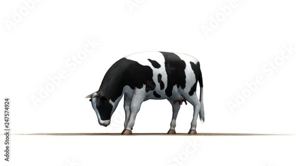 Fototapeta Cow on a sand area - separated on white background