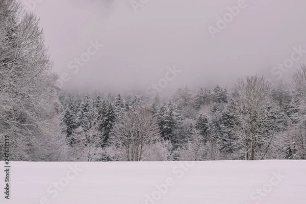 Fototapeta Bayerischer Wald national park in Germany