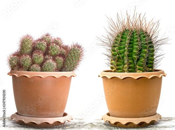 Fototapeta 2 types of cactus in pots On a white background