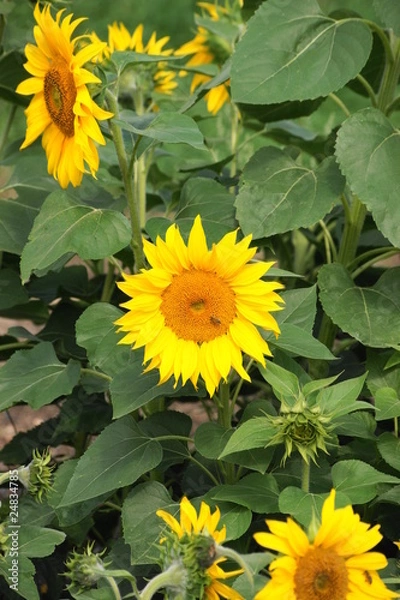 Fototapeta Sonnenblumenfeld