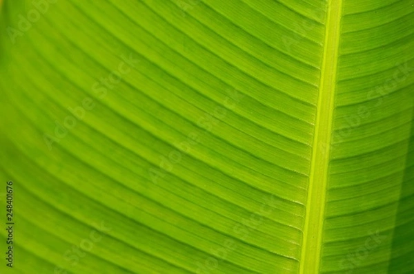 Fototapeta Green leaves background.Green leaves color tone dark in the morning.Tropical Plant,environment, photo concept nature and plant.