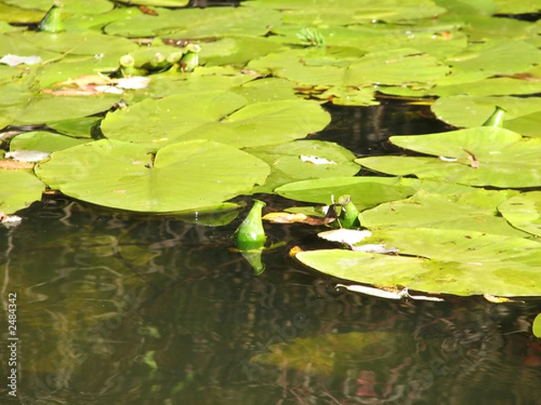 Fototapeta the pond covered with water-lily